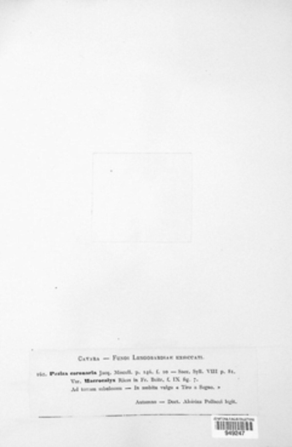 Sarcosphaera coronaria image